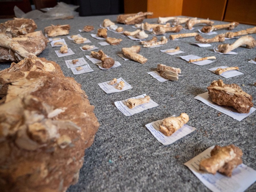 Συστηματική ανασκαφή στην Αν. Λέσβο αποκαλύπτει παλαιοντολογικά ευρήματα      