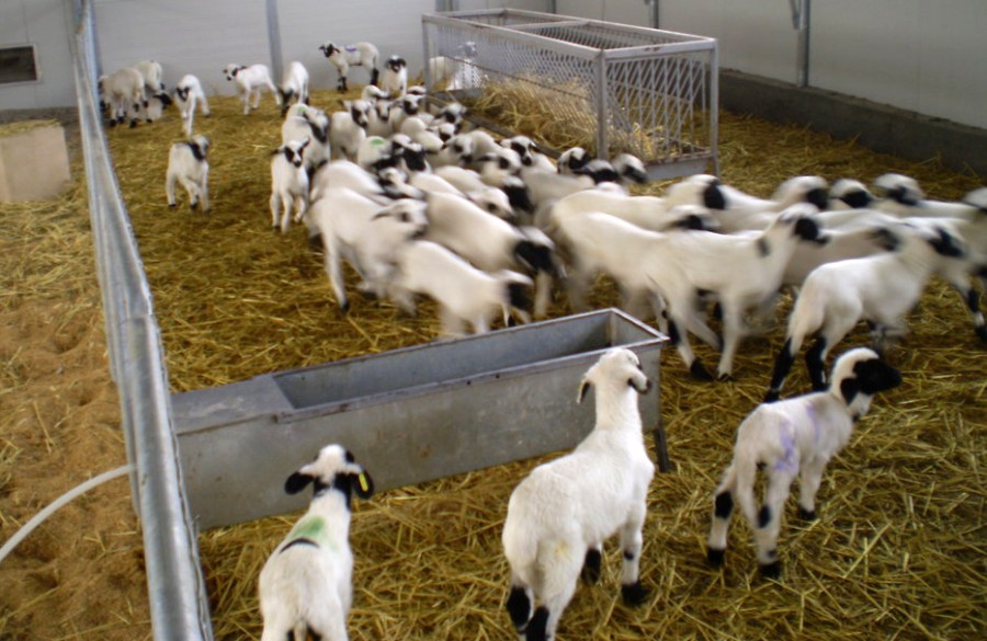 Σε διαβούλευση σχέδιο νόμου περί κτηνοτροφικών εγκαταστάσεων   