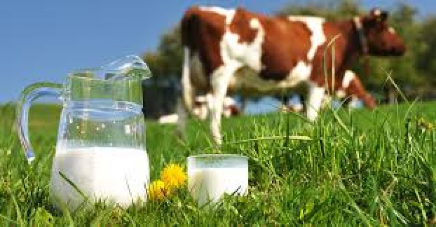 Η αγορά του γάλακτος στη Λέσβο