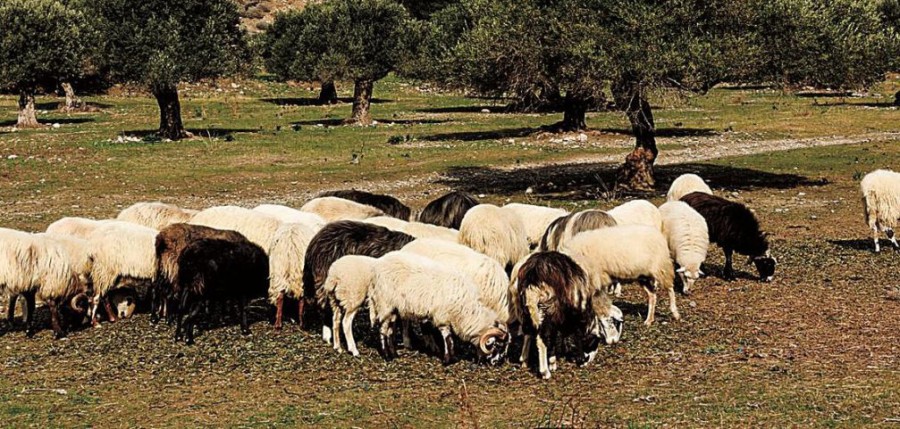 Για βοοειδή & αιγοπρόβατα
