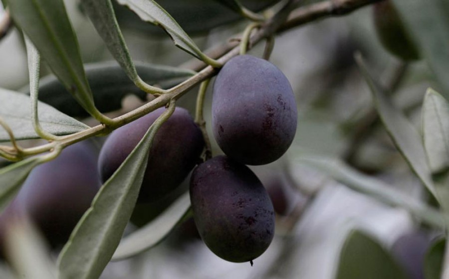 Πρόταση στο Υπουργείο Αγροτικής Ανάπτυξης & στην ΕΕ