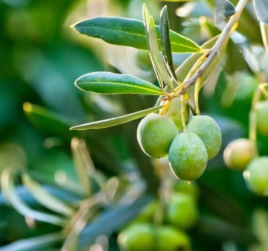 Η ζημιά στην ελαιοπαραγωγή από την ανομβρία