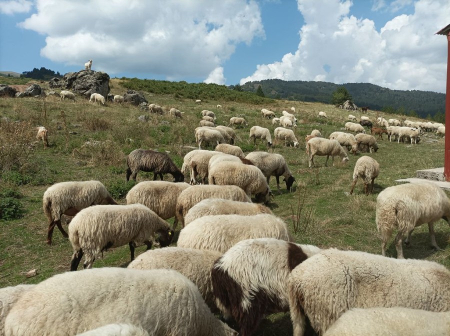 Συνεχίζονται τα μέτρα για την Π.Ε. Λέσβου                            