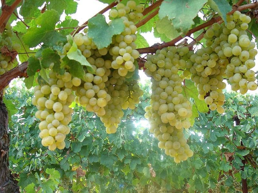 Αναδιάρθρωση & μετατροπή αμπελώνων