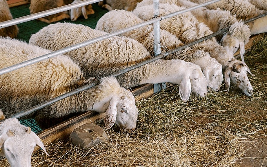 Για το κόστος των ζωοτροφών