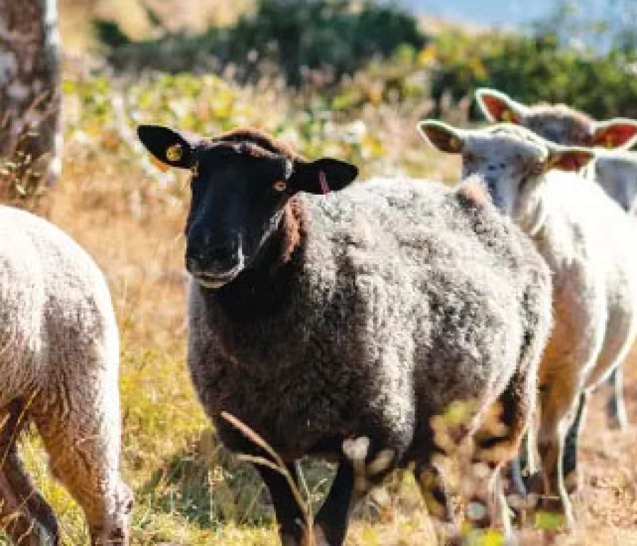 Για πληγέντες κτηνοτρόφους & τυροκόμους