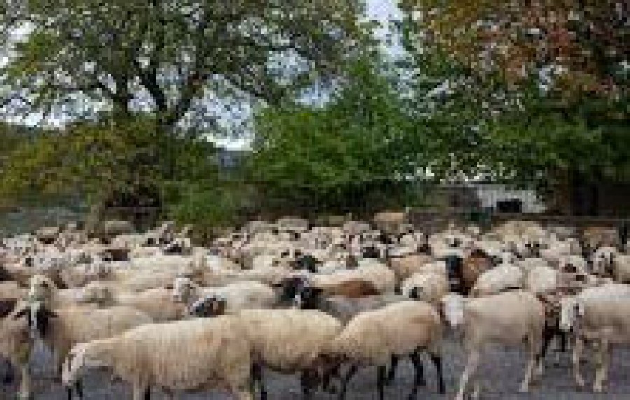 Αφθώδης πυρετός