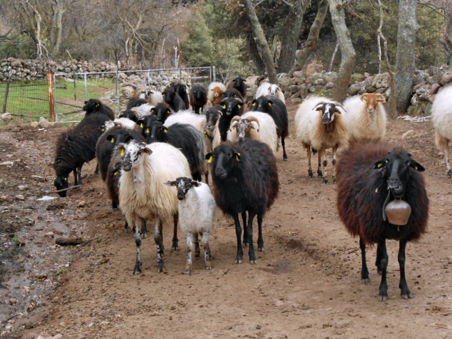 Υπόμνημα παρέμβασης του Γεωπονικού Παν. Αθηνών για τη φυλή προβάτου Λέσβου