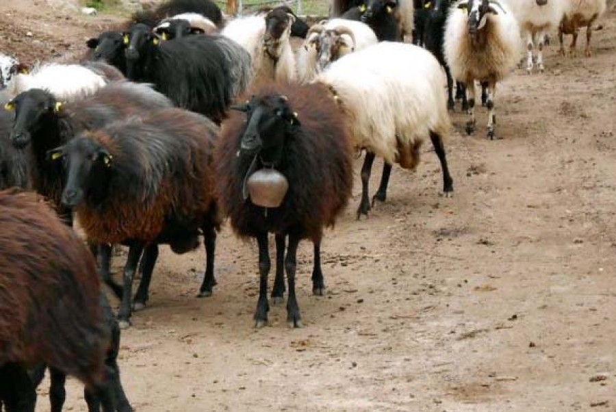 Αγροτικός Αλιευτικός Σύλλογος Μανταμάδου