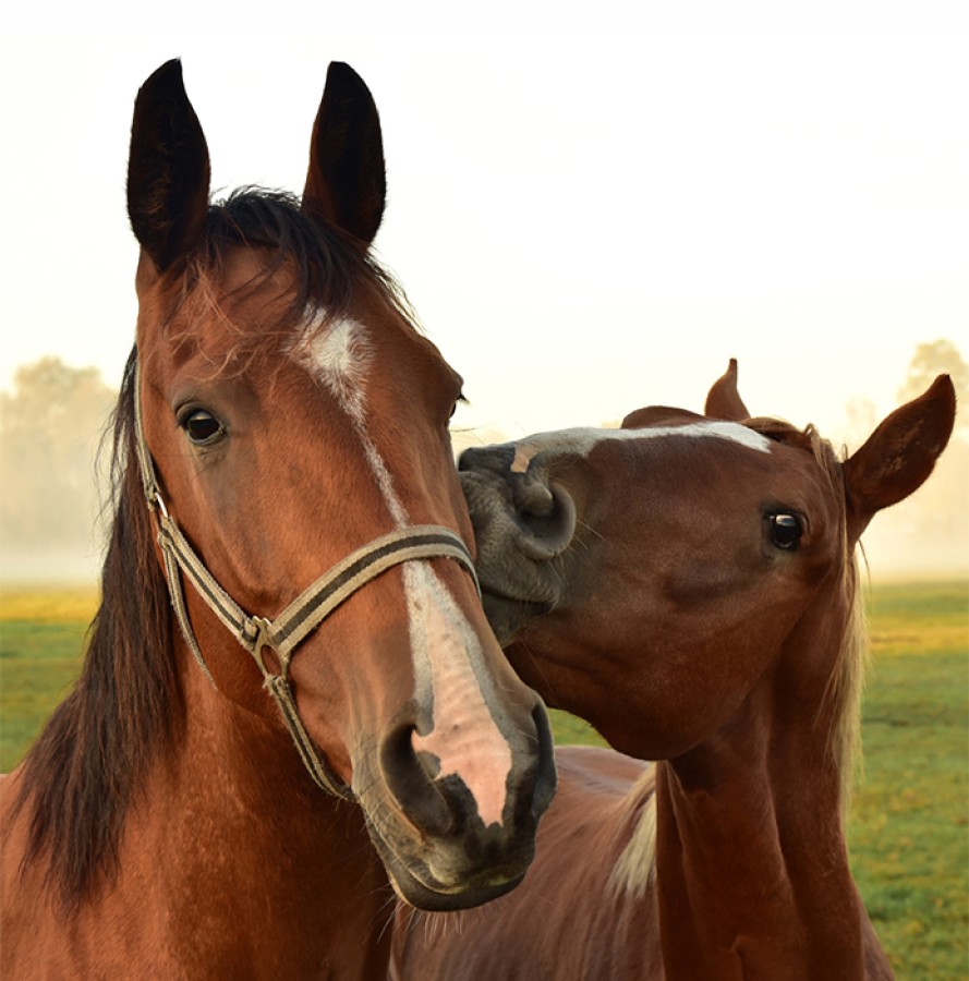 Πανηγύρι στο Πέραμα