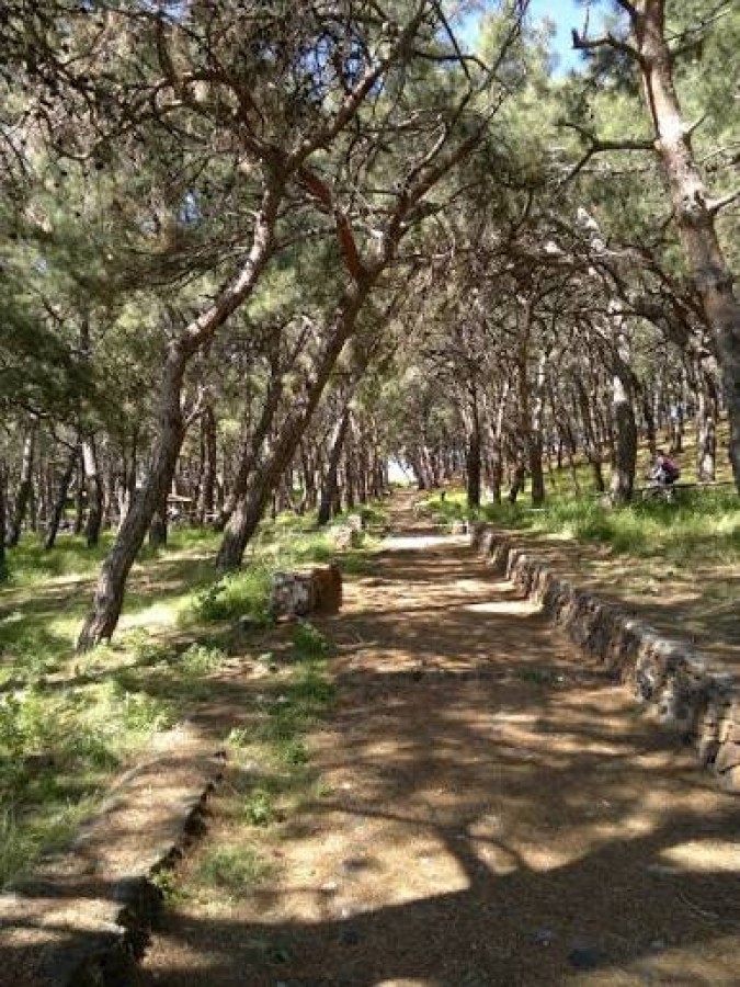 Ανάπλαση του άλσους Τσαμάκια